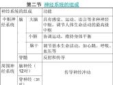 人教版七年级生物下册6-2神经系统的组成(2)课件