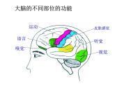 人教版七年级生物下册6-2神经系统的组成(2)课件