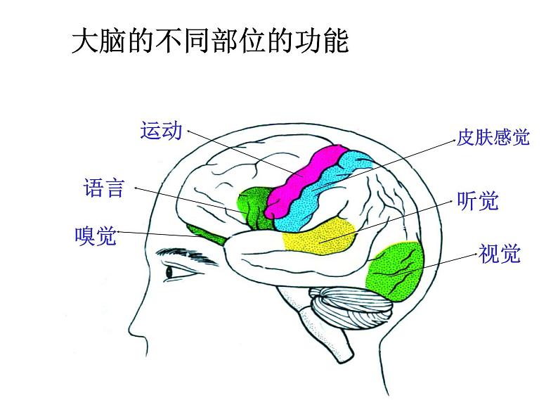 人教版七年级生物下册6-2神经系统的组成(2)课件第4页