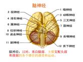 人教版七年级生物下册6-2神经系统的组成(2)课件