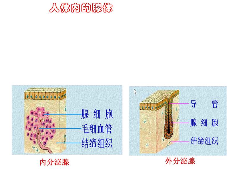 人教版七年级生物下册6-4激素调节(1)课件第4页