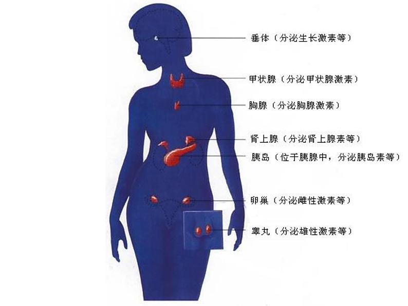 人教版七年级生物下册6-4激素调节(1)课件第6页