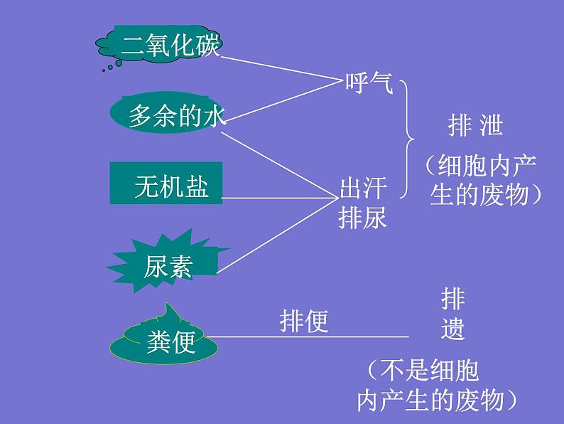 人教版七年级生物下册第五章人体内废物的排出(1)课件03