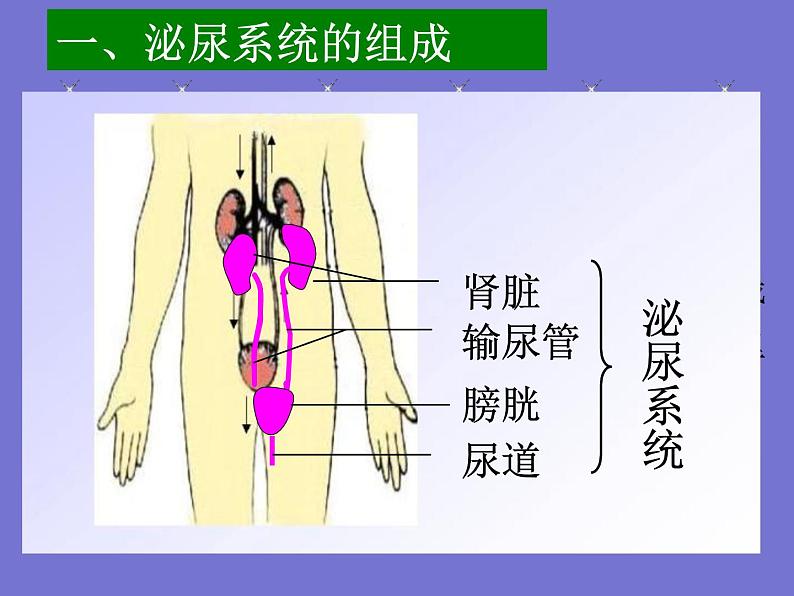 人教版七年级生物下册第五章人体内废物的排出(1)课件07