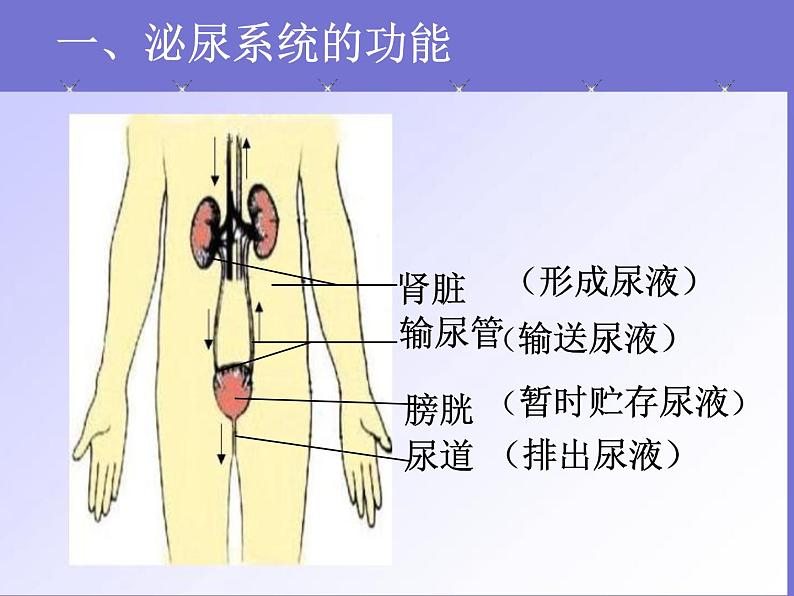 人教版七年级生物下册第五章人体内废物的排出(1)课件08