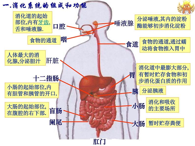 人教版七年级生物下册2-2生物消化与吸收(2)课件第6页