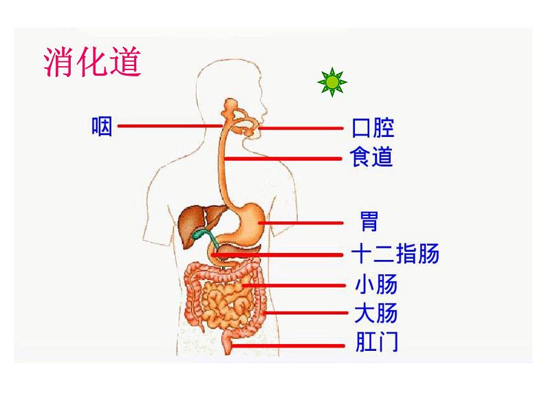 人教版七年级生物下册2-2生物消化与吸收(2)课件第7页