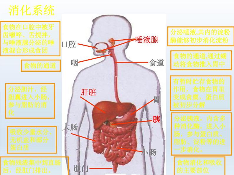 人教版七年级生物下册2-2生物消化与吸收(3)课件02