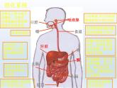 人教版七年级生物下册2-2生物消化与吸收(3)课件