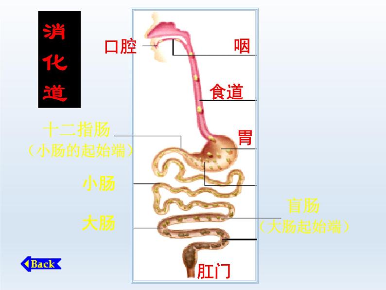 人教版七年级生物下册2-2生物消化与吸收(3)课件03