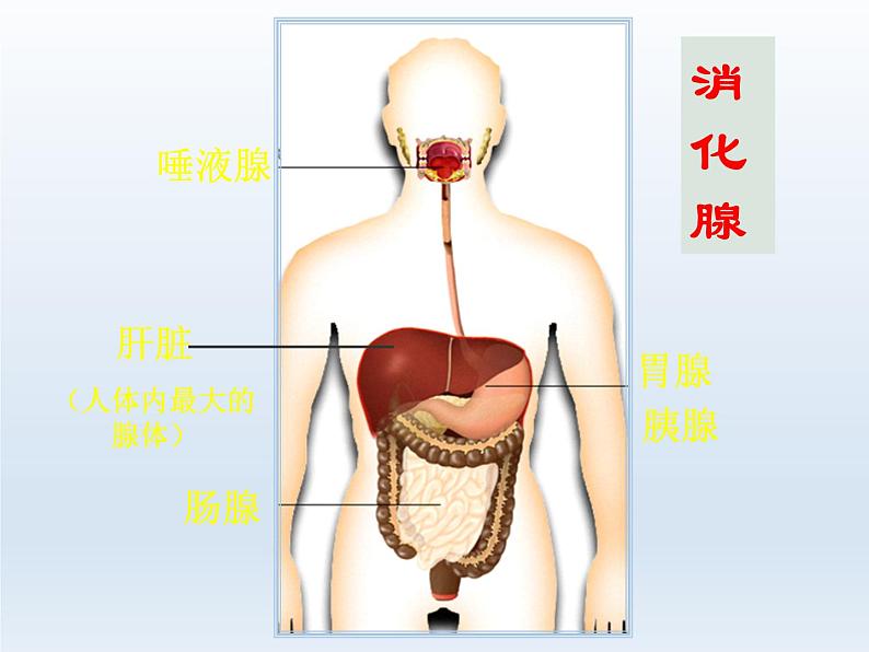 人教版七年级生物下册2-2生物消化与吸收(3)课件04