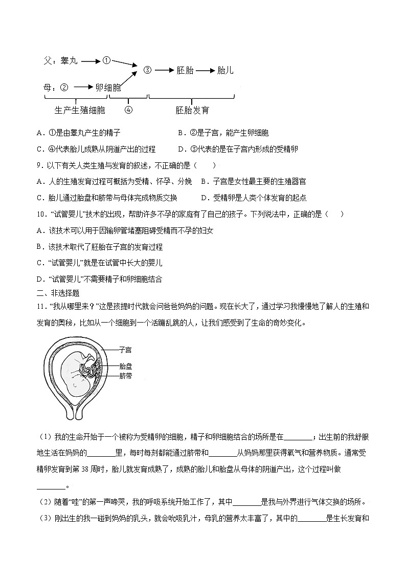 4.1.2 人的生殖（精编课件+练习）精编七年级生物下册同步备课系列（人教版）02