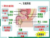 4.1.2 人的生殖（精编课件+练习）精编七年级生物下册同步备课系列（人教版）