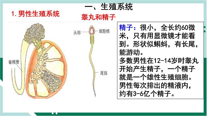 4.1.2 人的生殖（精编课件+练习）精编七年级生物下册同步备课系列（人教版）03