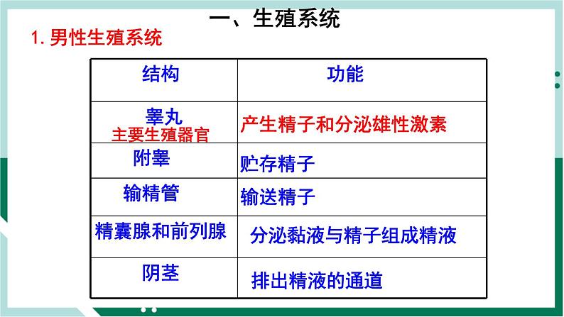 4.1.2 人的生殖（精编课件+练习）精编七年级生物下册同步备课系列（人教版）04