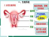 4.1.2 人的生殖（精编课件+练习）精编七年级生物下册同步备课系列（人教版）