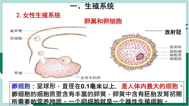 4.1.2 人的生殖（精编课件+练习）精编七年级生物下册同步备课系列（人教版）06