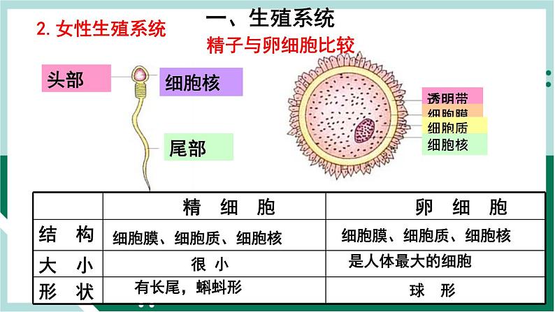 4.1.2 人的生殖（精编课件+练习）精编七年级生物下册同步备课系列（人教版）07