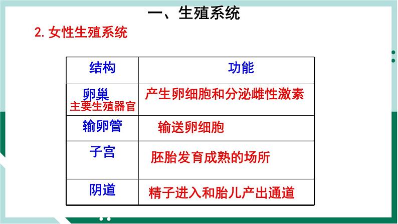 4.1.2 人的生殖（精编课件+练习）精编七年级生物下册同步备课系列（人教版）08