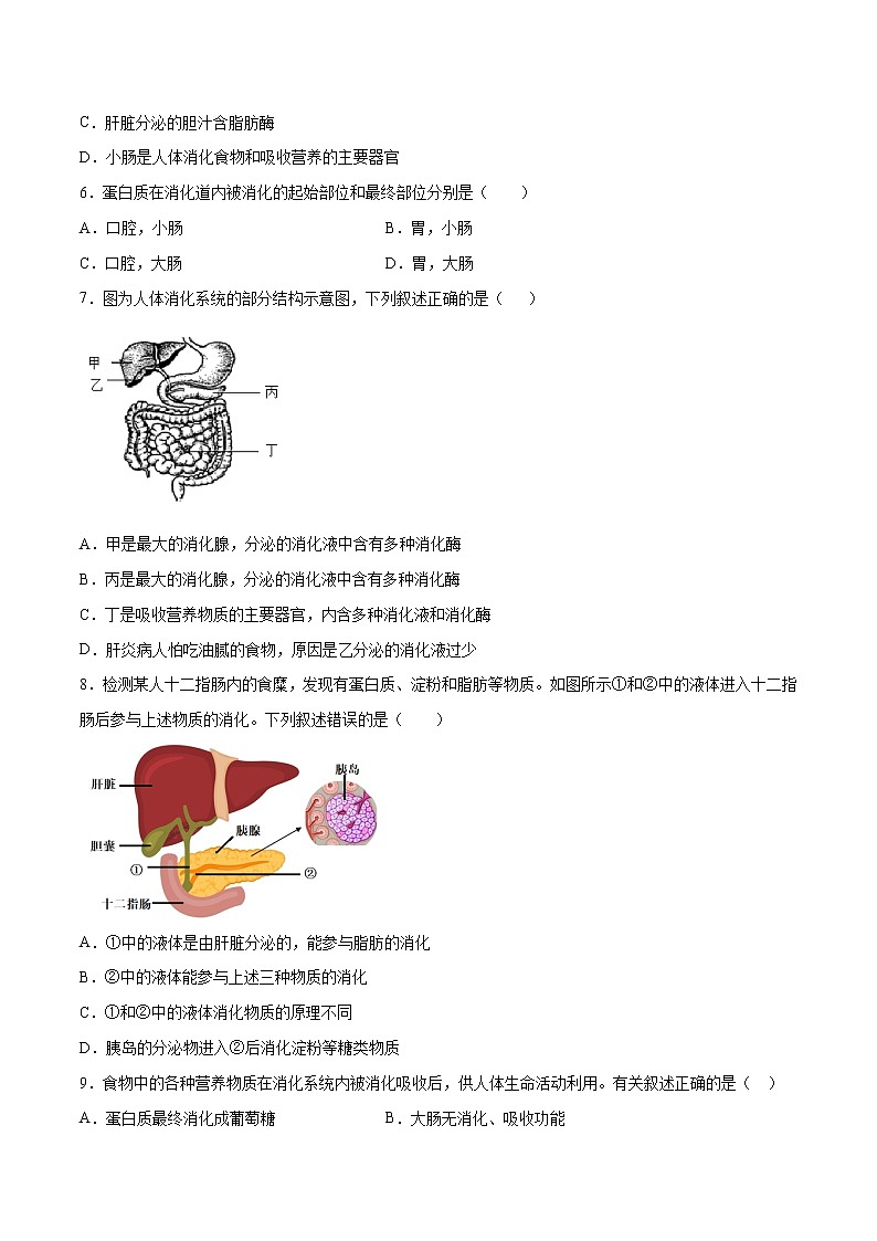 4.2.2 消化和吸收（精编课件+练习）精编七年级生物下册同步备课系列（人教版）02
