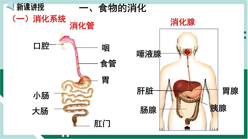 4.2.2 消化和吸收（精编课件+练习）精编七年级生物下册同步备课系列（人教版）02