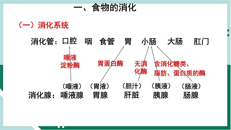 4.2.2 消化和吸收（精编课件+练习）精编七年级生物下册同步备课系列（人教版）03