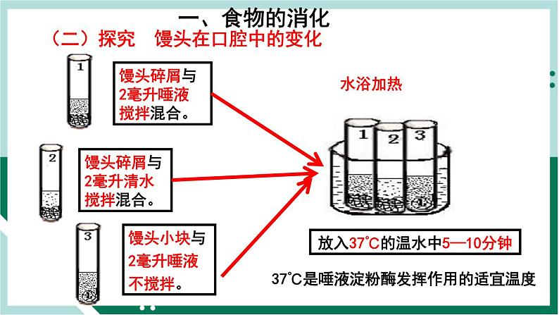 4.2.2 消化和吸收（精编课件+练习）精编七年级生物下册同步备课系列（人教版）04
