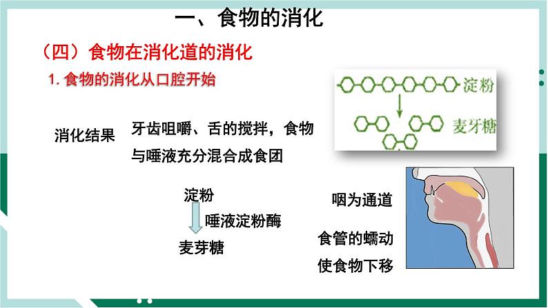 4.2.2 消化和吸收（精编课件+练习）精编七年级生物下册同步备课系列（人教版）07