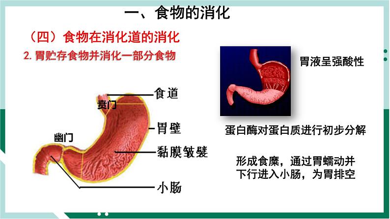 4.2.2 消化和吸收（精编课件+练习）精编七年级生物下册同步备课系列（人教版）08