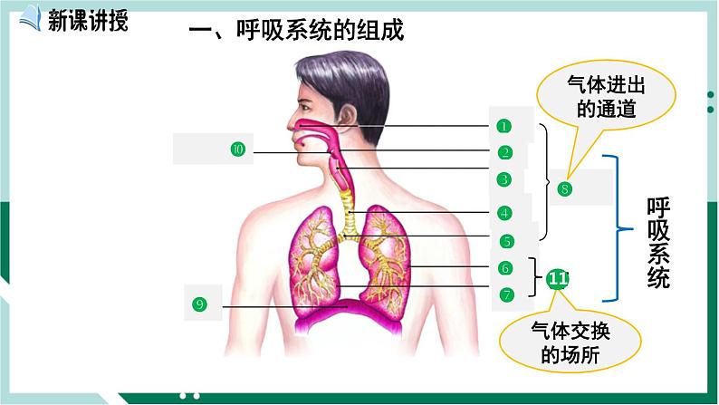 4.3.1 呼吸道对空气的处理（备课件）精编七年级生物下册同步备课系列（人教版）第3页