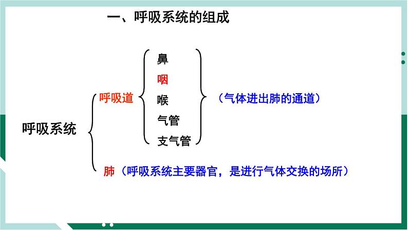 4.3.1 呼吸道对空气的处理（备课件）精编七年级生物下册同步备课系列（人教版）第4页