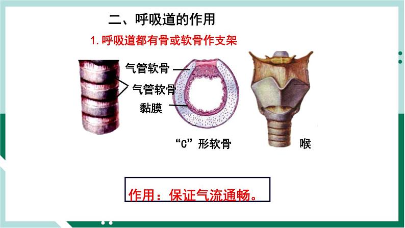 4.3.1 呼吸道对空气的处理（备课件）精编七年级生物下册同步备课系列（人教版）第5页