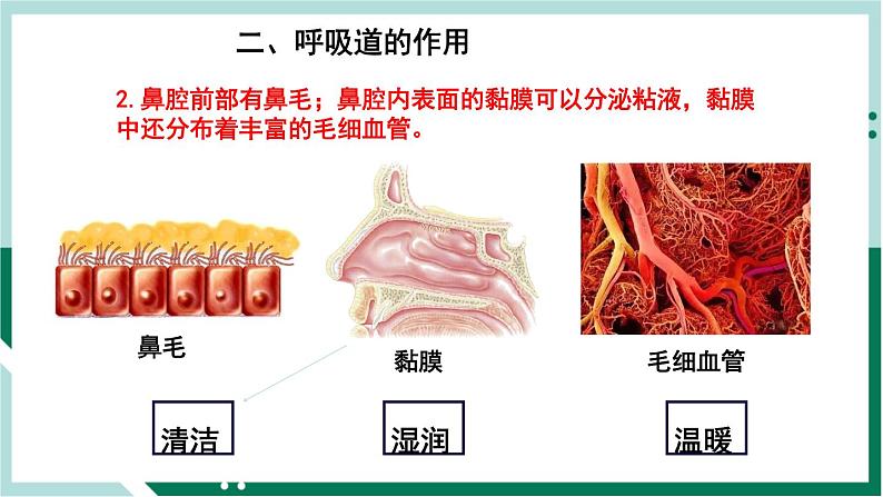 4.3.1 呼吸道对空气的处理（备课件）精编七年级生物下册同步备课系列（人教版）第6页