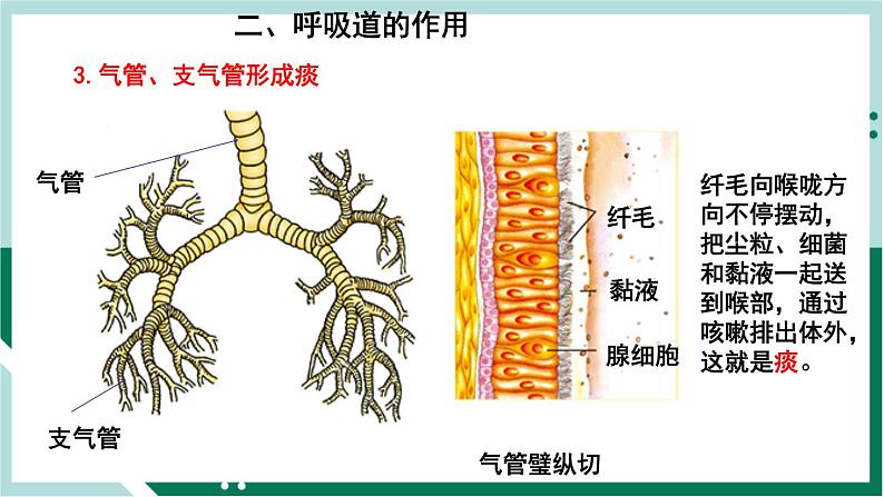 4.3.1 呼吸道对空气的处理（备课件）精编七年级生物下册同步备课系列（人教版）第8页