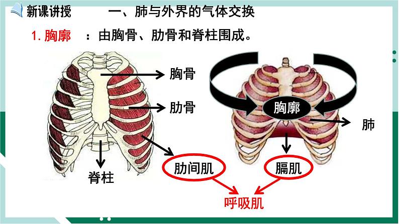 4.3.2 发生在肺内的气体交换（备课件）精编七年级生物下册同步备课系列（人教版）第2页