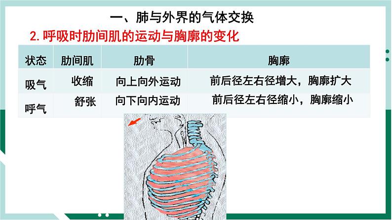 4.3.2 发生在肺内的气体交换（备课件）精编七年级生物下册同步备课系列（人教版）第3页