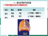 4.3.2 发生在肺内的气体交换（精编课件+练习）精编七年级生物下册同步备课系列（人教版）