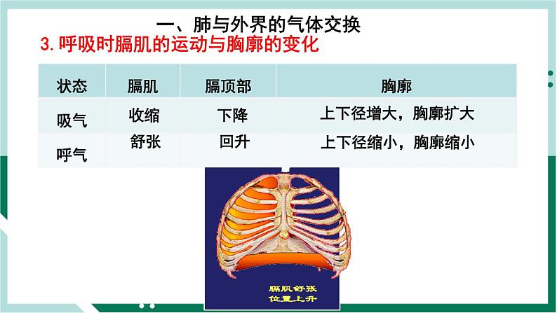 4.3.2 发生在肺内的气体交换（备课件）精编七年级生物下册同步备课系列（人教版）第4页