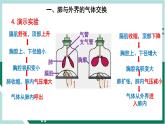 4.3.2 发生在肺内的气体交换（精编课件+练习）精编七年级生物下册同步备课系列（人教版）