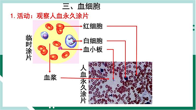 4.4.1 流动的组织—血液（精编课件+练习）精编七年级生物下册同步备课系列（人教版）06