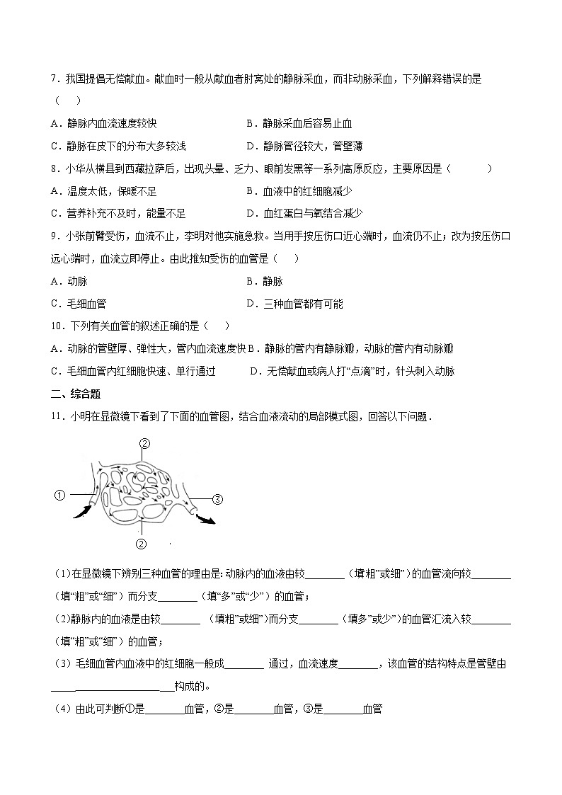 4.4.2 血流的管道—血管（备作业）精编七年级生物下册同步备课系列（人教版）（原卷版）第2页