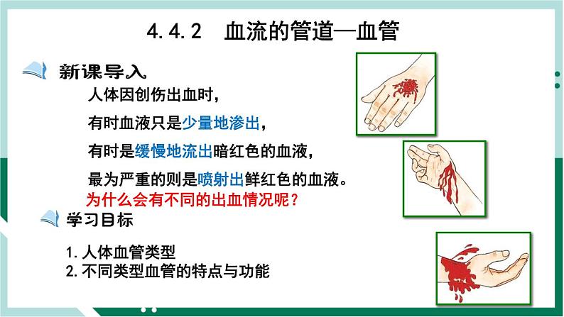 4.4.2 血流的管道—血管（精编课件+练习）精编七年级生物下册同步备课系列（人教版）01