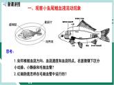 4.4.2 血流的管道—血管（精编课件+练习）精编七年级生物下册同步备课系列（人教版）