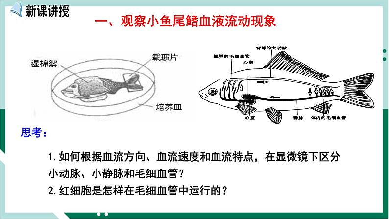 4.4.2 血流的管道—血管（备课件）精编七年级生物下册同步备课系列（人教版）第2页