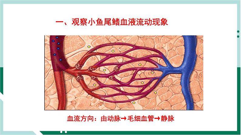 4.4.2 血流的管道—血管（精编课件+练习）精编七年级生物下册同步备课系列（人教版）03