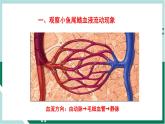 4.4.2 血流的管道—血管（精编课件+练习）精编七年级生物下册同步备课系列（人教版）