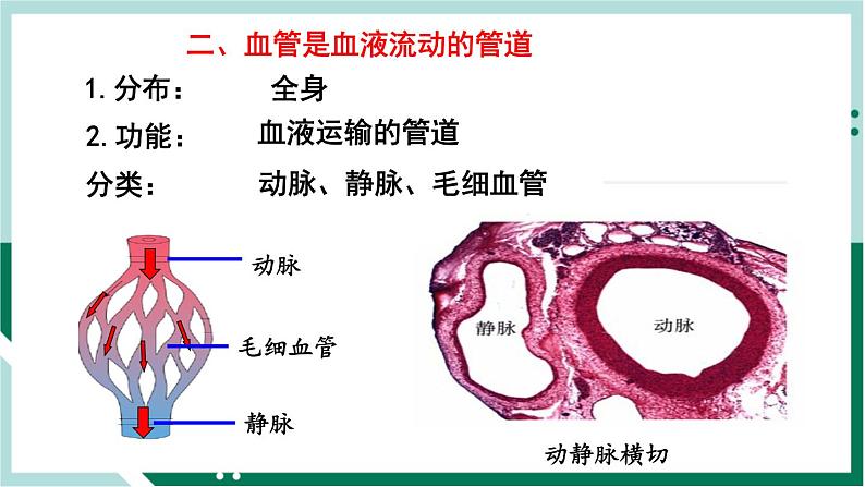 4.4.2 血流的管道—血管（精编课件+练习）精编七年级生物下册同步备课系列（人教版）04