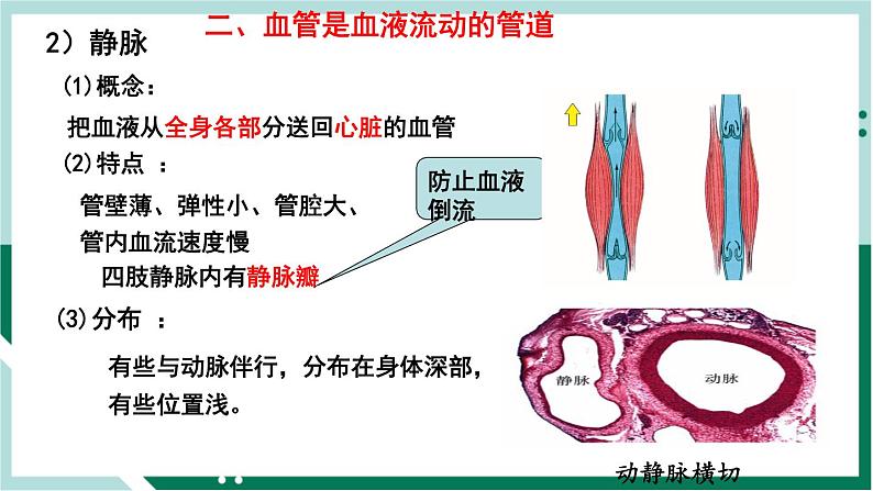 4.4.2 血流的管道—血管（精编课件+练习）精编七年级生物下册同步备课系列（人教版）06