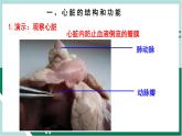 4.4.3 输送血液的泵—心脏（精编课件+练习）精编七年级生物下册同步备课系列（人教版）