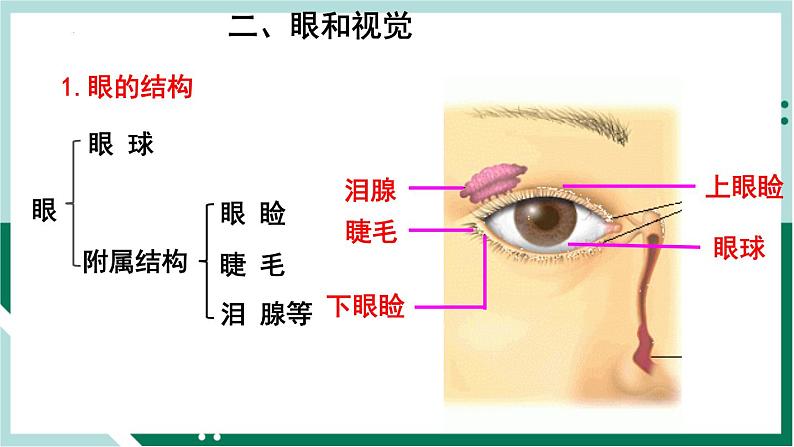 4.6.1 人体对外界环境的感知（精编课件+练习）精编七年级生物下册同步备课系列（人教版）04